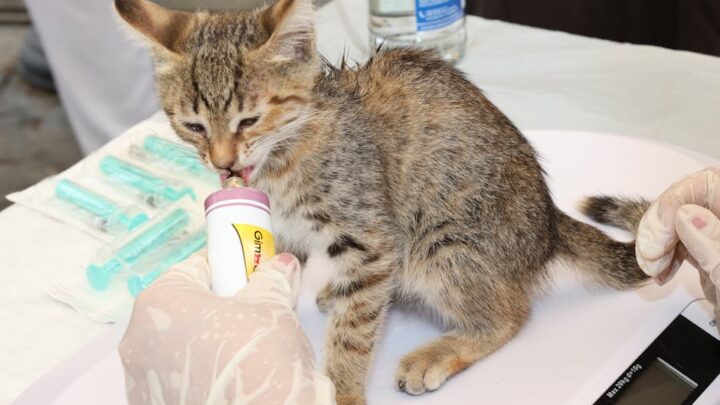 Jak rozpoznać i pomóc kocięciu z syndromem głodnym (Fading Kitten Syndrome)?