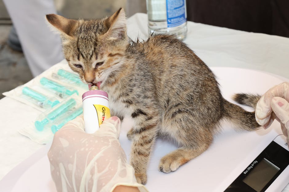 Jak rozpoznać i pomóc kocięciu z syndromem głodnym (Fading Kitten Syndrome)?