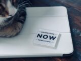 A cat rests next to a "now" sign.