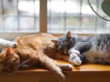 Three adorable domestic cats relaxing by a sunny window indoors, enjoying a lazy day.