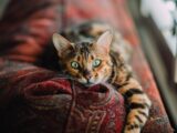 short-fur orange and black cat