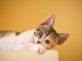 calico kitten lying on white textile