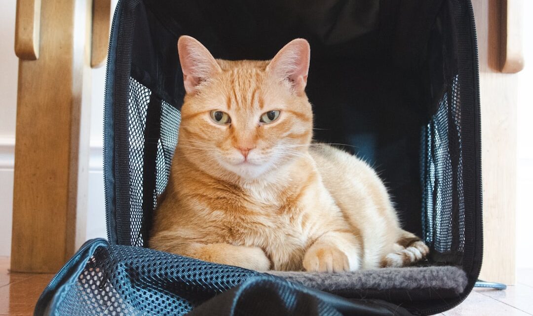 Jak wybrać transporter dla kota? Poradnik bezpieczeństwa i komfortu podczas podróży