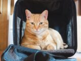 orange tabby cat on black and blue textile