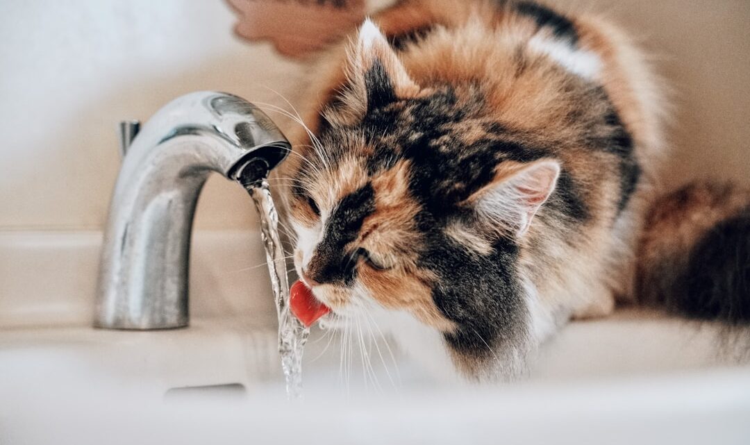 Jak zapewnić kotu odpowiednią hydratację latem? Rozwiązania problemu odwodnienia.