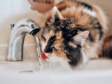 A cat drinking water from a faucet in a bathroom sink
