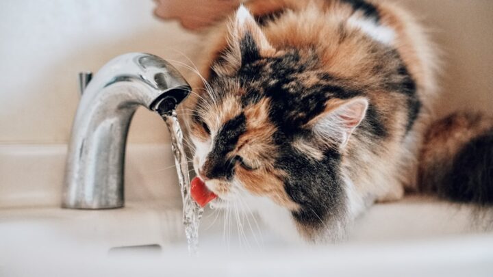 Jak zapewnić kotu odpowiednią hydratację latem? Rozwiązania problemu odwodnienia.