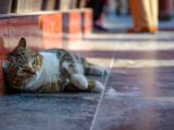 A tabby cat rests on the floor near stairs.