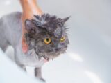 Close-up of a grey cat getting a bath with human hand assistance in a white tub.