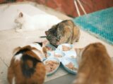 Close up of Cats Eating