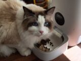 A fluffy Ragdoll cat enjoys meal from an automatic pet feeder indoors.