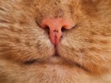 Macro shot of a tabby cat's pink nose and whiskers showing detailed texture.