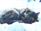 A peaceful tortoiseshell cat sleeping on a cozy white bed, highlighting domestic tranquility.