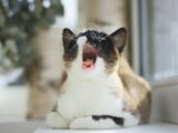 brown and white cat