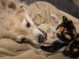 white and black long coated dog lying on brown textile