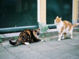 calico cat and calico cat on gray concrete floor