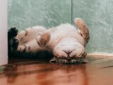 Kocia fizjoterapia w domu: Ćwiczenia i masaże wspierające mobilność i rekonwalescencję kota po urazach lub w chorobach stawów.