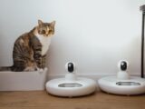 A domestic cat sits near smart home security cameras in a modern indoor setting.