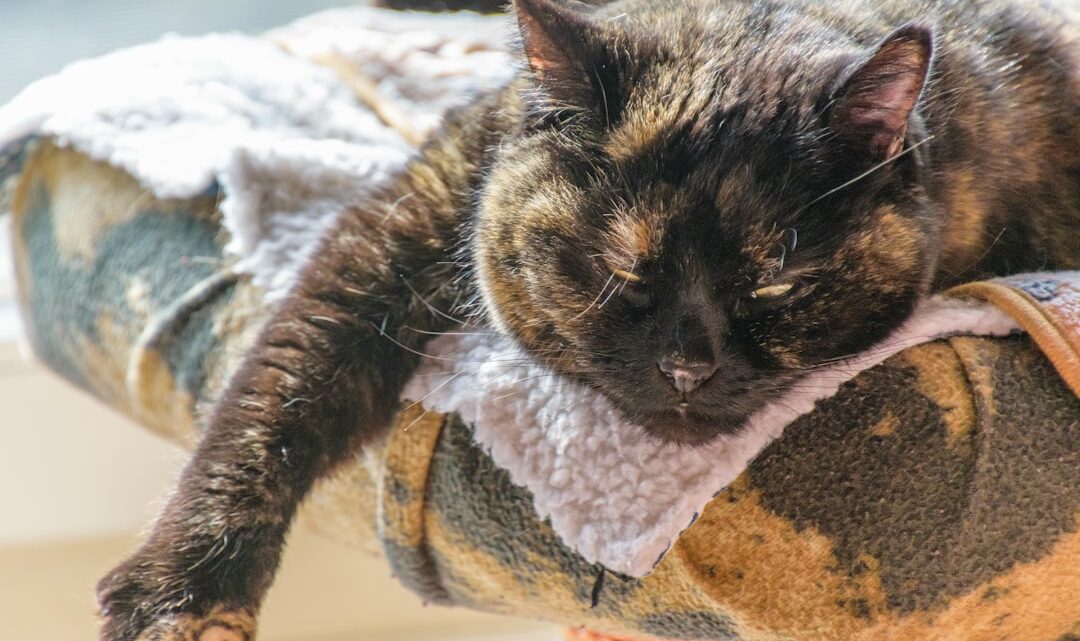 Kocie adopcje specjalne: Jak przygotować się na przyjęcie kota seniora, przewlekle chorego lub po traumie?