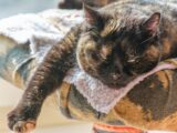 A tortoiseshell cat sleeps peacefully on a soft bed.