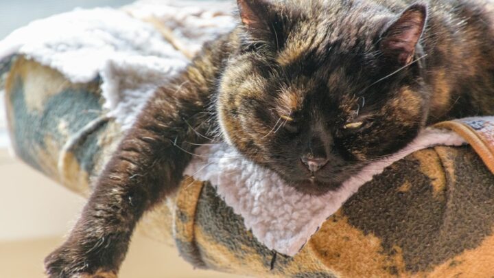 Kocie adopcje specjalne: Jak przygotować się na przyjęcie kota seniora, przewlekle chorego lub po traumie?
