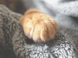 Adorable cat paw resting on a cozy, fuzzy blanket. Perfect for pet lovers.