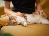 A cat that is laying down on a couch