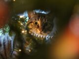 A curious cat peeks through a christmas tree.