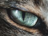 Detailed close-up of a cat's eye showing green and amber colors against fur texture.