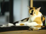 Charming calico cat lounging and reflecting on a shiny surface indoors.