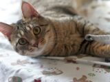 a cat laying on top of a bed next to a pillow