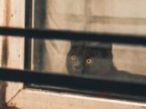 Close-up of a black cat with yellow eyes gazing out through a window with bars.