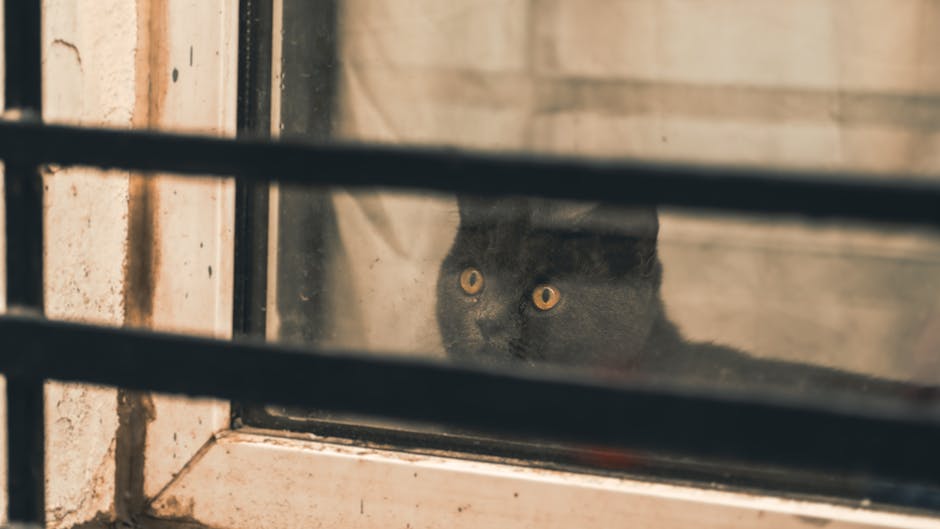 Kot sam w domu na wakacje: Jak przygotować pupila i wybrać opiekuna na czas wyjazdu?