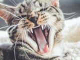 yawning brown tabby kitten