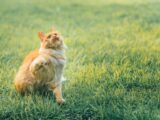 orange tabby cat on green grass field during daytime