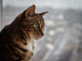 a cat looking out of a window in the rain