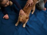 Koty i dzieci: Jak nauczyć najmłodszych bezpiecznych zabaw i wzajemnego szacunku z futrzanym przyjacielem?