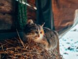 A cozy cat rests on a straw bale inside a rustic wooden shed during winter in Ukraine.
