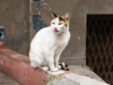 A calico cat sits on a wall with a playful expression, licking its nose in an urban setting.