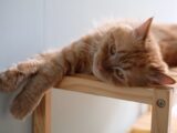A serene ginger cat lies comfortably on a wooden shelf indoors, enjoying a moment of calm.