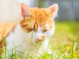 an orange and white cat laying in the grass