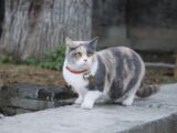 cat on concrete wall