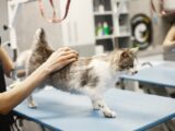 A cat receiving grooming in a professional pet grooming setting.