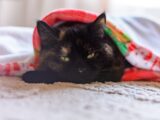 A tortoiseshell cat wrapped in a colorful blanket.