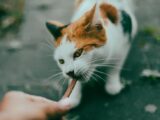 A close-up photo of a person feeding a calico cat a treat outdoors, emphasizing human-animal bond.