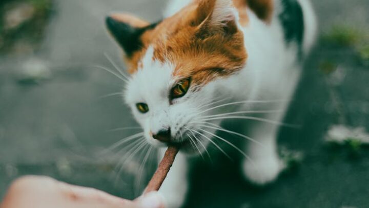 Przysmaki dla kota: Jakie wybierać, by były zdrowe, bezpieczne i wspomagały dietę?