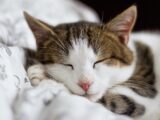 brown and white cat on white textile