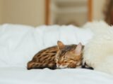 sleeping leopard kitten