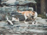 Two cats playfully interacting on a rocky surface in Beijing, China.