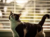 A curious black and white cat staring through window blinds indoors.
